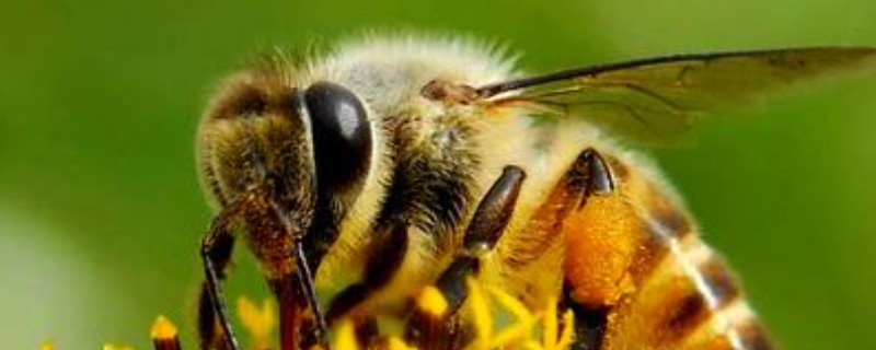 牛角蜂是益虫还是害虫，附牛角蜂的食物习性