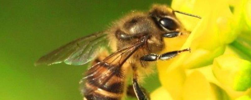秋季蜜蜂没蜜了会跑吗？秋季蜜蜂逃跑的原因