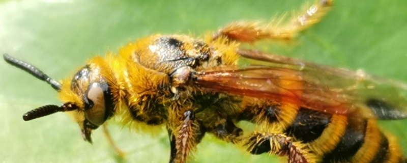 毒蜂种类及图片大全，附黑尾胡蜂的特点