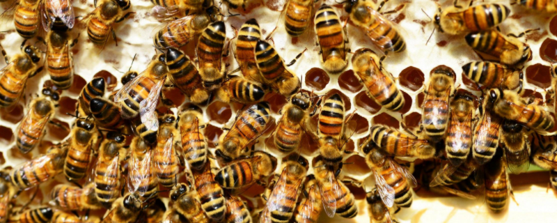 中蜂和意蜂有哪些不同，附中蜂的生活习性