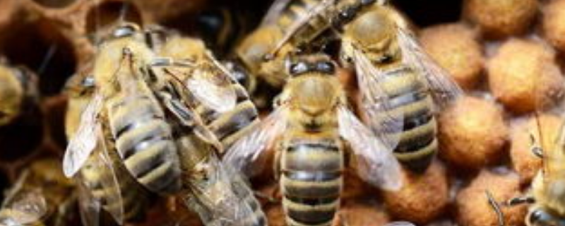 中蜂自然快速育王法及注意事项，注意一定要选好种群
