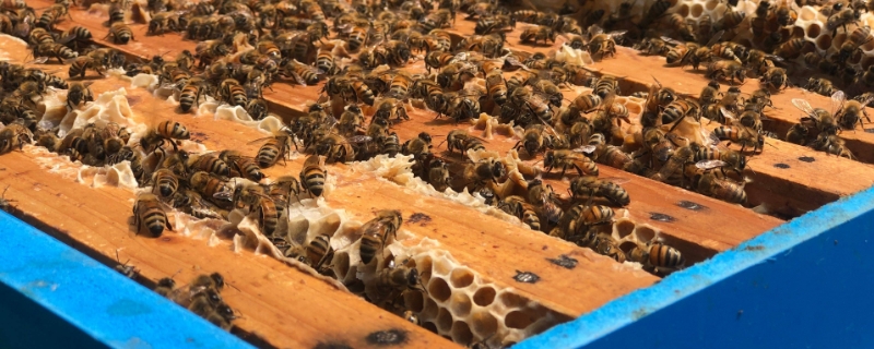 意蜂的巢础中蜂能用吗，养蜂为什么要用巢础