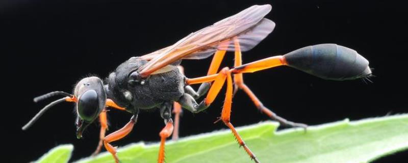 细腰蜂是益虫还是害虫，附食物习性