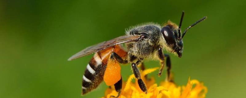 蜜蜂春季怎么管理？注意防寒保温并做好病害防治工作