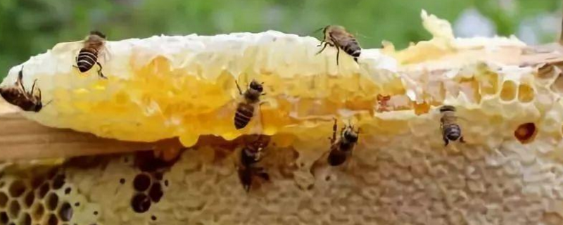 土蜂蜜的保质期是多久，附正确保存方法
