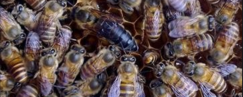 养中蜂怎么控制分蜂热，有以下五方面