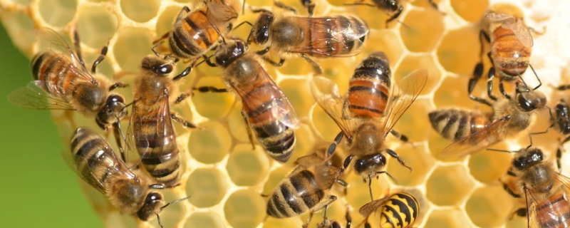 中蜂取蜂蜜的最佳时间，如何割取蜜脾、分离蜂蜜