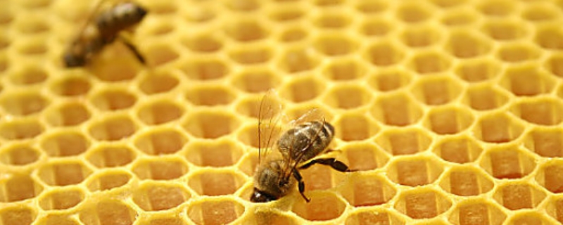 中蜂怎么原地分蜂不回蜂，操作原理与分蜂条件是什么