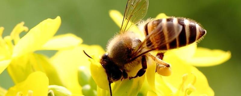 蜂王产卵多少天出工蜂，附幼虫期采食