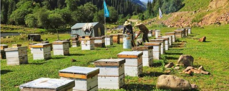 蜜蜂养殖技术及注意事项，附区别