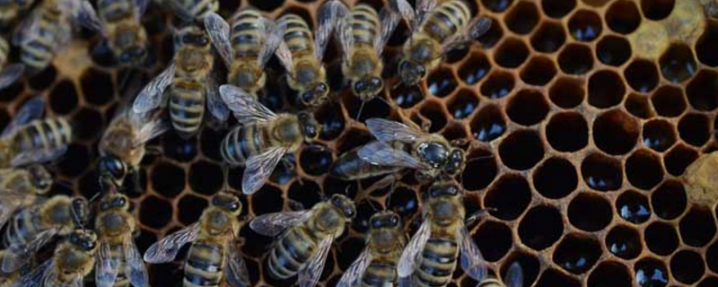中蜂几脾蜂才算是强群，从以下几个方面分析
