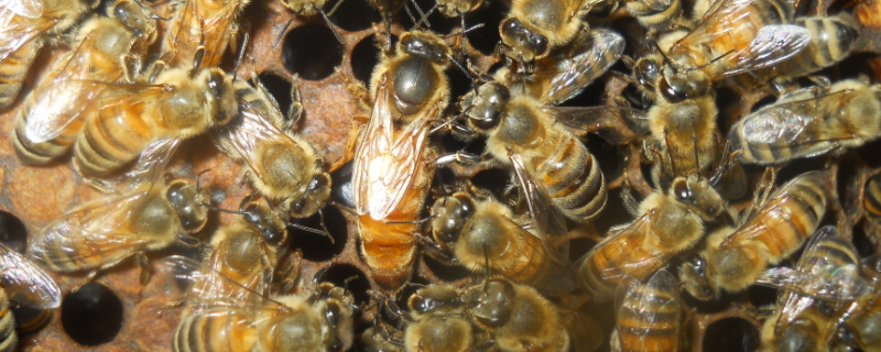 中蜂有哪几个品种，详细介绍