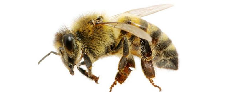 牛角蜂怕什么味道，牛角蜂为什么会蛰人