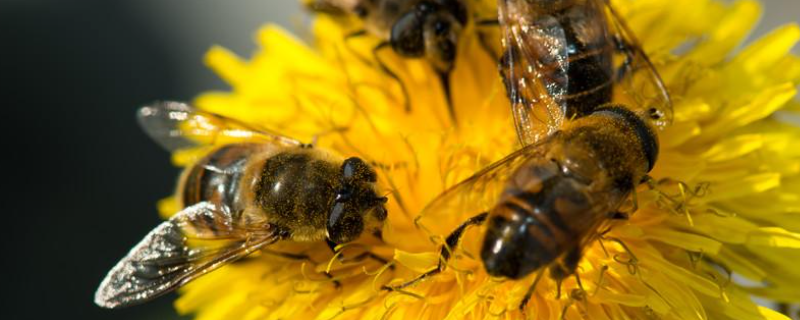 怎样控制蜜蜂自然分蜂，详细介绍