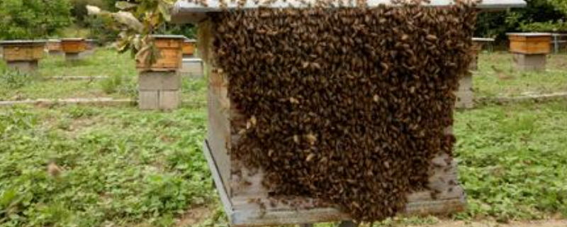 诱蜂高手是怎样诱蜂的，附诱蜂的工具
