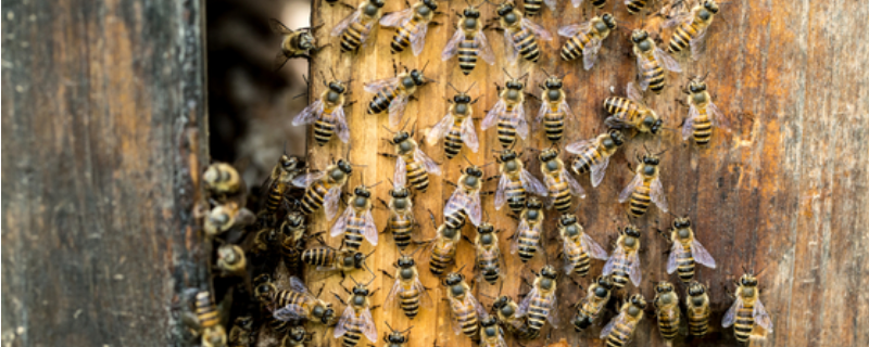 中蜂秋繁什么时候加脾，附蜂脾关系和加脾方法