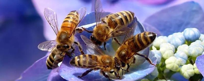 蜜蜂什么情况下会打架，盗蜂的危害有哪些