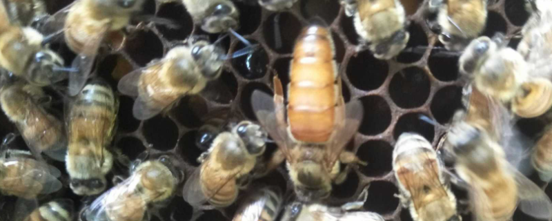 蜜蜂的生活习性有哪些，附蜜蜂的排他性