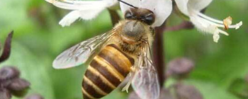 中蜂秋季分蜂在几月份，附分蜂征兆、过程及注意事项