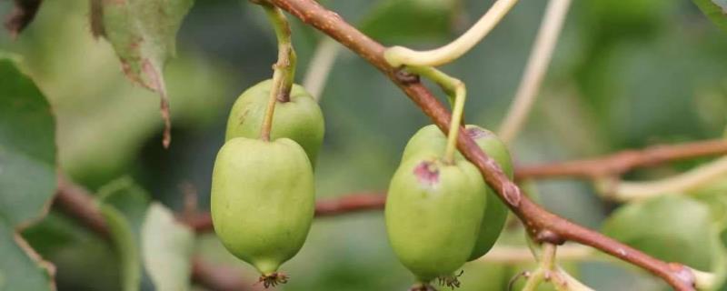 软枣猕猴桃多少钱一斤，附营养价值