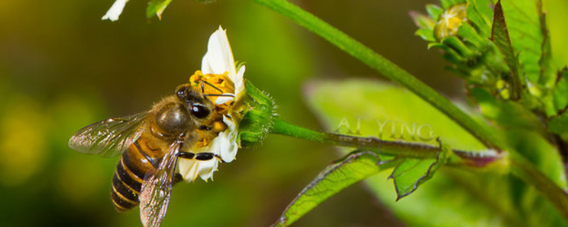 合并蜂群怎样防回蜂，附回蜂原理