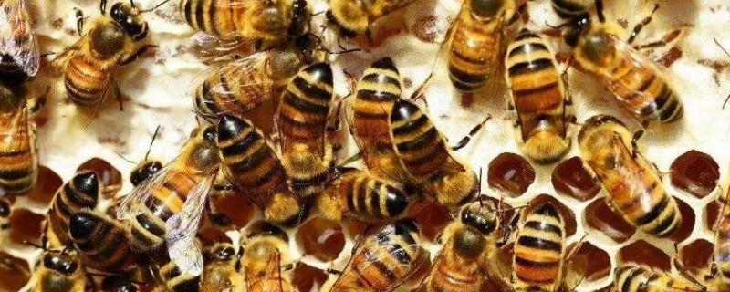 蜂箱撒石灰治巢虫有效吗，附科学防治方法