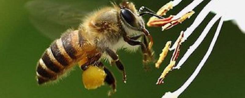 蜜蜂采的是花蜜还是花粉，用什么采蜜