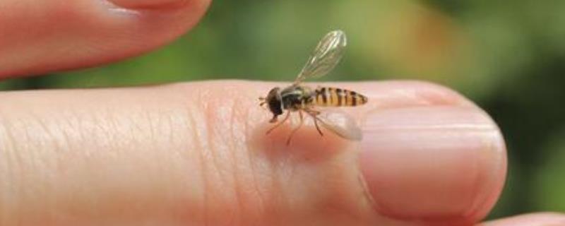 被蜜蜂蛰了怎么消肿止痒，详细介绍