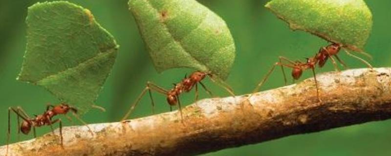 蚂蚁怕什么天敌？附具体介绍