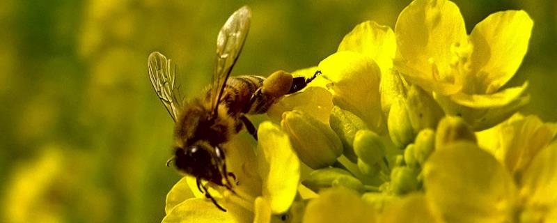 油菜花蜜属于几等蜂蜜，如何鉴别