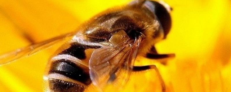 蜜蜂没蜂王会造王台吗，无王群造王台应具备的条件