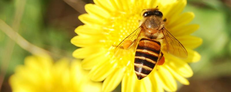 蜜蜂秋季怎么管理，具体怎样实施
