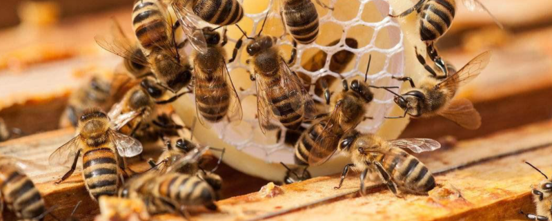 不让蜜蜂分蜂怎么解决，附怎样调整蜂群结构