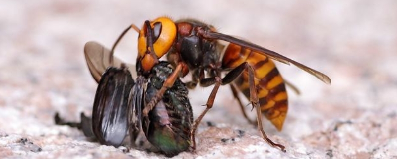 为什么胡蜂是蜜蜂的天敌，胡蜂对蜜蜂的威胁有哪些