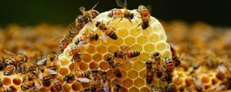 新手养蜂入门及注意事项，附蜜蜂的习性