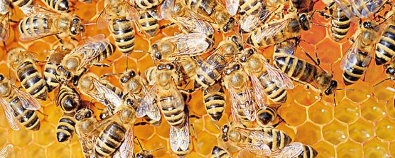 意蜂不断子怎样治蜂螨，附治蜂螨的原理