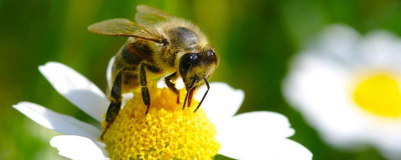 蜜蜂打架的原因及解决方法，不同原因有不同解决办法