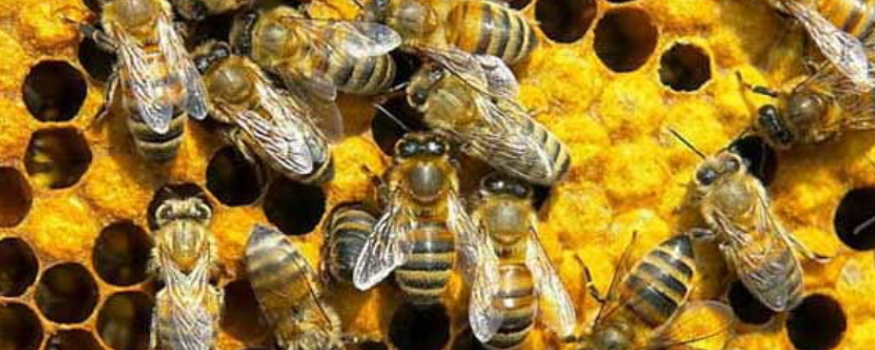 养蜜蜂需要什么条件，主要有以下几点