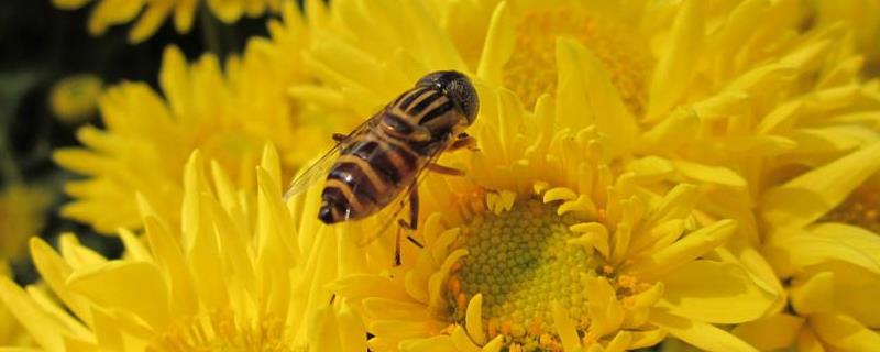 怎样让蜜蜂自己起王台，怎么管理王台
