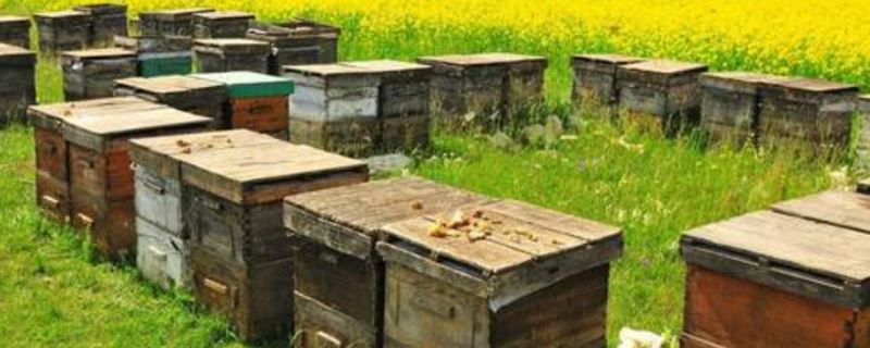 养土蜂用什么蜂箱最理想，土蜂有什么特性