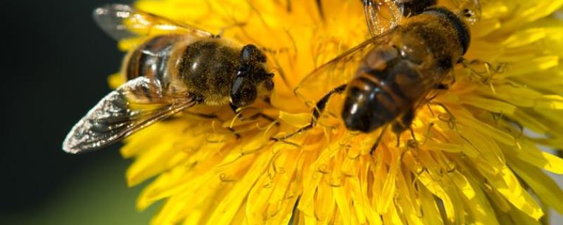 蜜蜂在巢门结团怎么回事，详细介绍