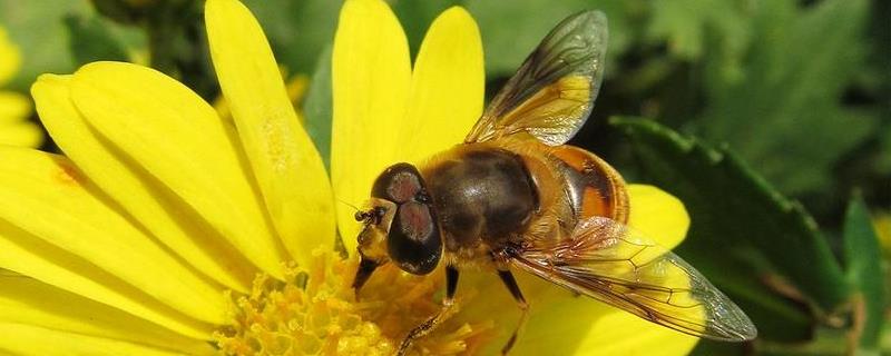 蜜蜂什么时候造脾快，秩序正常时造脾快吗