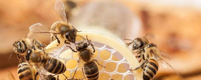 蜜蜂自然分蜂会飞多远，有蜂王的分蜂结团会更加稳固