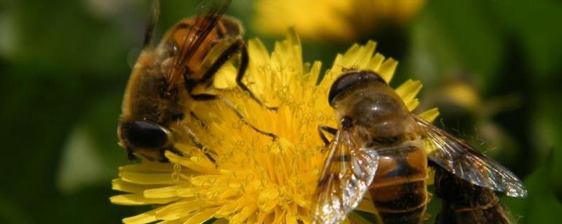 蜜蜂冲群有什么危害，冲群是一定要保护蜂王