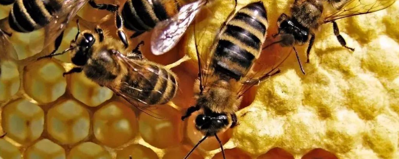 割蜜后为什么蜜蜂出逃，具体原因有哪些