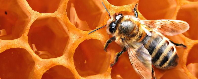 蜜蜂和蚂蚁有什么区别，详细介绍