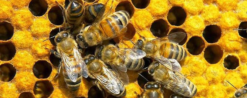 蜜蜂怎样分蜂才不会跑，怎么自然分蜂
