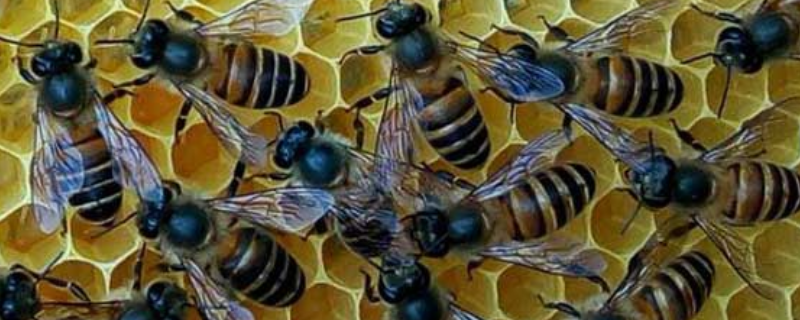意蜂秋繁怎样快速繁蜂，有以下五个方面