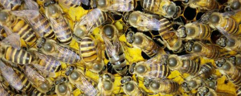 中蜂长期不换巢脾有什么危害，附易诱发蜂病