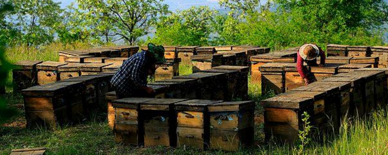 养蜂人是怎样养蜂的，防病是蜜蜂养殖的重中之重